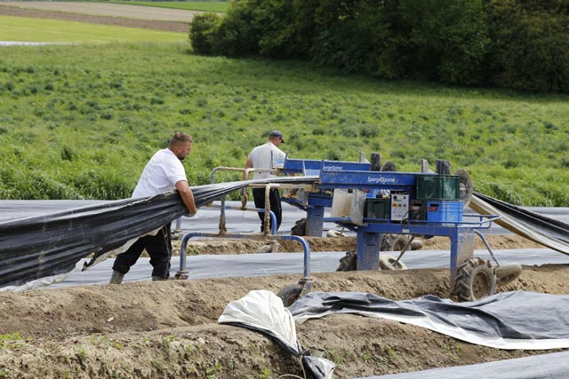 Bleichspargeln werden in einem Damm unter Folien angebaut – auch bei den Grünspargeln wird zum Teil auf Minitunnel gesetzt. Foto: jin 