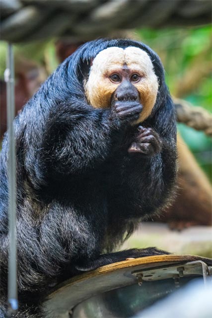 Diego. Foto: Zoo Basel