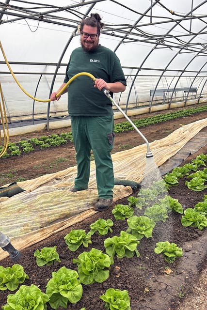 Jan Moser, Mitarbeiter Feldhof Frick, beim Wässern der Salatköpfe. Foto: zVg