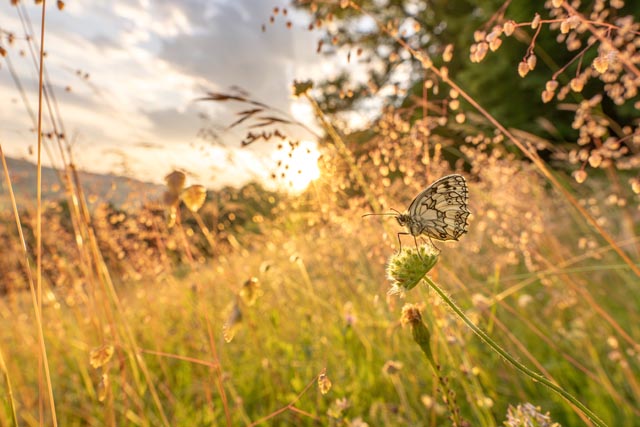 Nur, was ich kenne, werde ich auch schätzen und im eigenen Handeln berücksichtigen» – so die Botschaft des Anlasses. Das Ziel: Die Öffentlichkeit für die faszinierende Artenvielfalt in der Umgebung sensibilisieren. Foto: Schachbrettfalter © Silvan Kyburz, silvan-kyburz.com