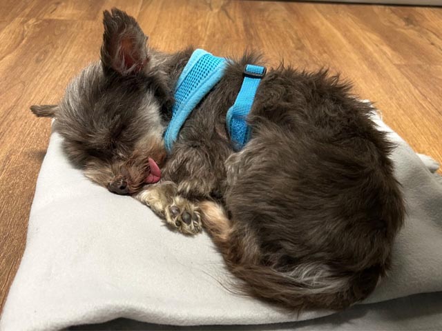 Jestetten DE: Ausgesetzter Hund in Katzenbox - Polizei sucht Zeugen