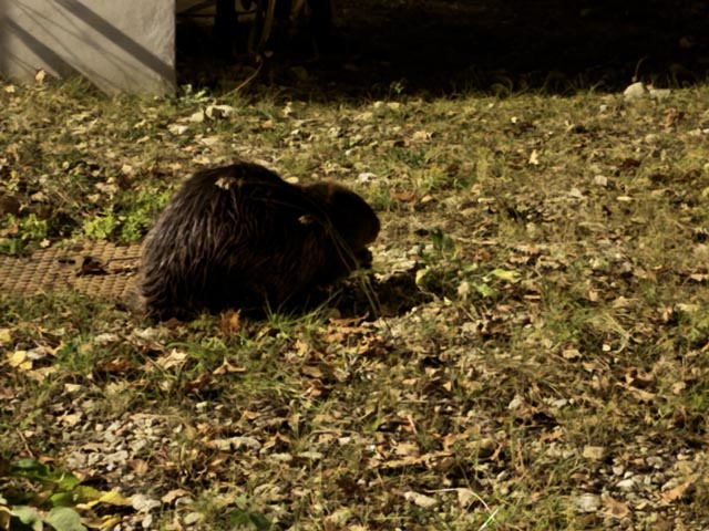 Ein Biber mitten in Frick