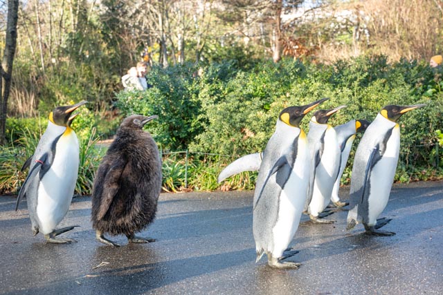  Königspinguine ziehen immer nur ein Küken gross.
