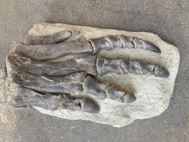 Sauriermuseum Frick. Der Fund aus dem Jahr 2014 zeigt die mächtigen, dreidimensional erhaltenen Zehen eines rund 7 Meter langen Exemplars. Diese Pflanzen fressenden Dinosaurier besiedelten die Region vor ca. 210 Millionen Jahren. Foto: Andrea Oettl