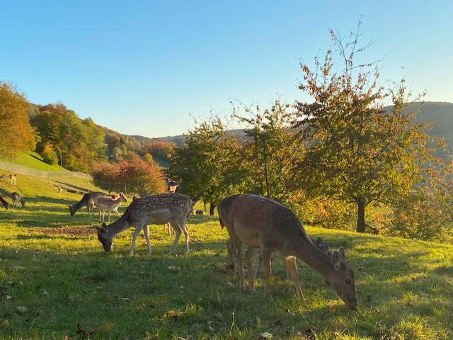 uf rund zehn Hektaren Weiden leben auf der Pfrunder Wildfarm Damhirsche. Foto: zVg