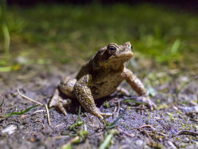 Eine Erdkröte auf dem Weg zu ihrem Laichgewässer. Foto: © Matthias Sorg