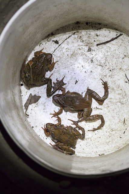 Grasfroschpärchen werden im Kessel über die Strasse getragen. Foto: Matthias Sorg, Pro Natura