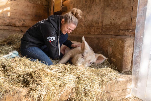 Das neue Tierschutzprojekt „Schweinerettung mit Herz“ setzt ein starkes Zeichen für mehr Tierwürde, Verantwortung und nachhaltigem Wandel im Umgang mit Schweinen. Foto: Pro Tier