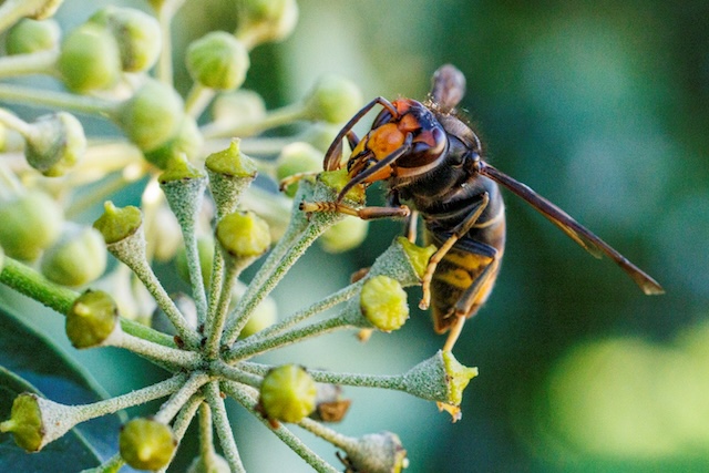 Asiatische Hornisse. Foto: Claude Flückiger