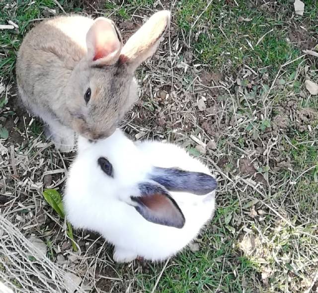 Zwei Osterbotschafter, fotografiert von Olivia Di Marco