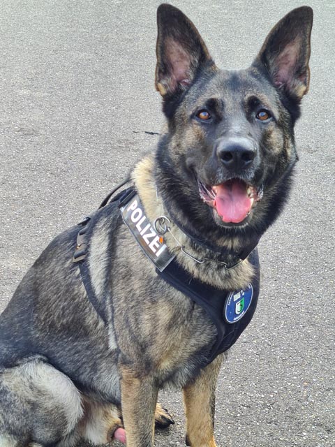 Diensthund «Baron» der Regionalpolizei Zurzibiet. Foto: Polizei AG