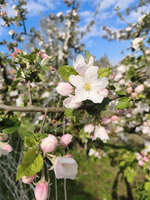 Blühender Apfelbaum. Foto: Olivia Di Marco, Frick