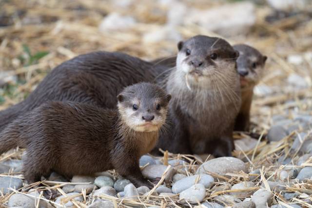Zwergotter-Jungtiere entdecken die Aussenanlage. Foto: © Zoo Basel