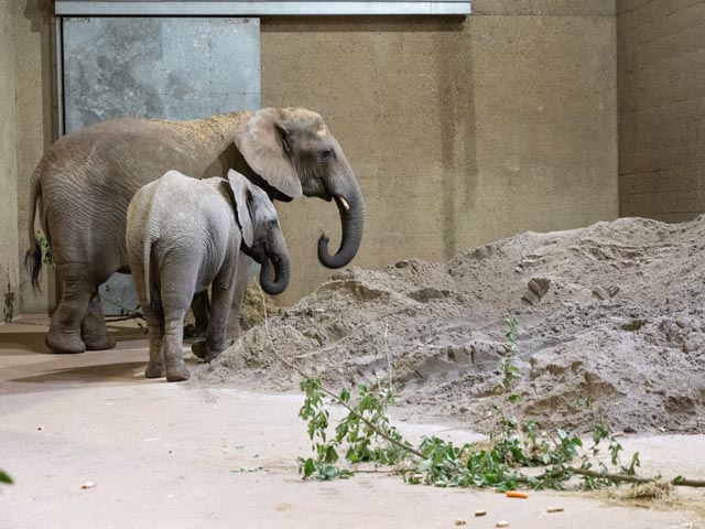 Neue Elefantengruppe im Zolli angekommen. Foto ©Zoo Basel