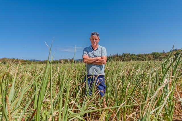  Landwirt Bruno Zumbrunn reicht der Mais kaum bis zum Gürtel. Dabei müsste der Futtermais für seine Milchkühe Mitte August drei Meter hoch sein, an jeder Pflanze ein Maiskolben, so lang wie seine Unterarme. Foto: jvo