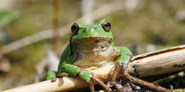 Der Laubfrosch ist die Zielart dieses Projekts. Foto: © Christoph Flory, Pro Natura Aargau
