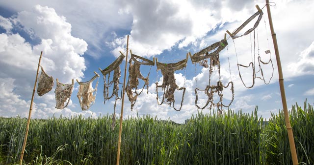 Unterhosen-Wäscheleine mit unterschiedlich gut abgebauten Unterhosen aus dem Projekt «Beweisstück Unterhose». Foto: ©Agroscope, Gabriela Brändle