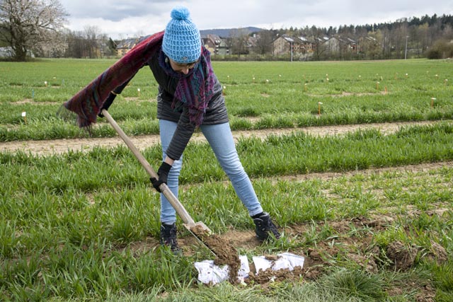 Pia Viviani von catta beim Vergraben von Unterhosen. Foto: ©Agroscope, Gabriela Brändle