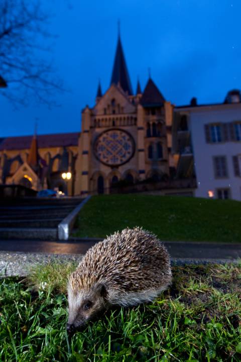 26 39 Igel 2