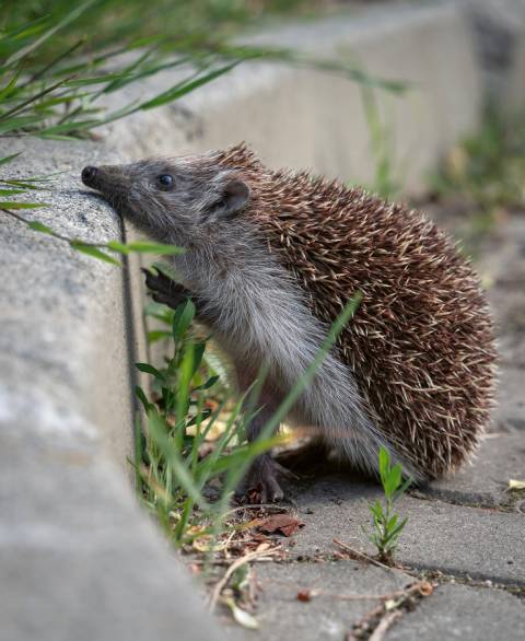 Bild 1: Igel begegnen im Siedlungsraum immer wieder Hindernissen. Foto: © Wirestock Creators