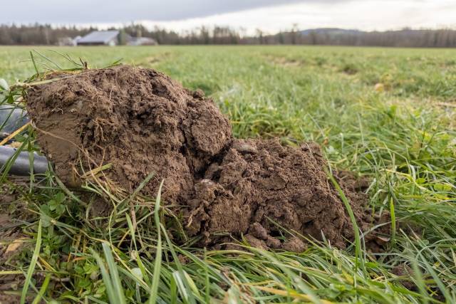 Eine höhere Bodenfruchtbarkeit ist das Hauptziel der regenerativen Landwirtschaft. Eine Spatenrobe zeigt anhand von Bodenschichten, Aggregaten, Farbe, Geruch und weiteren Eigenschaften den Zustand des Bodens auf.