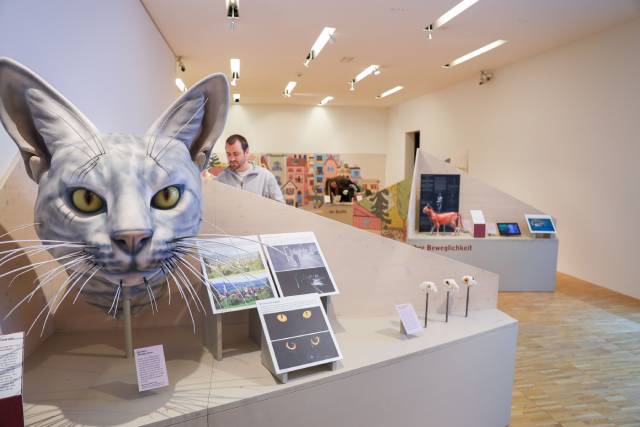 Ein übergrosses Katzenmodell vermittelt in der Sonderausstellung Wissen über die Sinne der Hauskatze. Foto: © Naturama Aargau