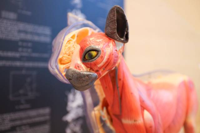 Ein anatomisches Katzenmodell veranschaulicht den Körperbau der Hauskatze. Foto: © Naturama Aargau
