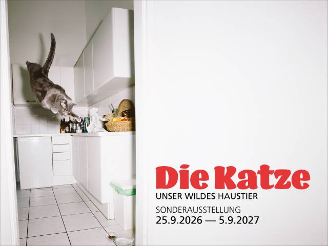 Offizielles Visual der neuen Sonderausstellung «Die Katze. Unser wildes Haustier». Foto: © Naturama Aargau