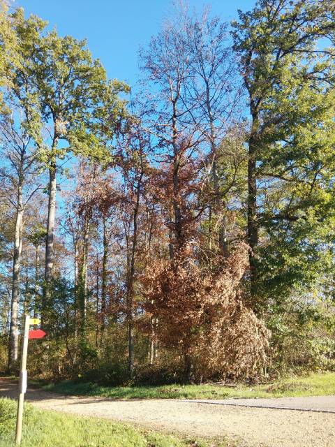 Besonders die Buchen sind von der Hitze und Trockenheit betroffen.