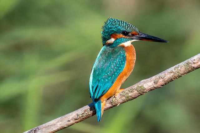 Füllinsdorf: Der Eisvogel, Vogel des Jahres 2026. Foto © Christopher Keeley