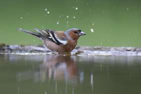 Ab ins kühle Nass! Wie wir Menschen nehmen Vögel bei diesen Temperaturen gerne ein Bad; auf dem Bild ein Buchfink. Um die Hygiene zu gewährleisten ist es wichtig, das Wasser mindestens einmal täglich zu wechseln Foto: © Marcel Burkhardt).