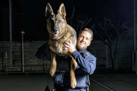 Diensthund Quinto stoppte die Flucht eines Täters. Foto: Polizei AG