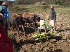 Bauern bei der Arbeit. Es ist eine nachhaltige Landwirtschaft. Der Verein Ambohimahatsinjo hat diesen Pflug und die Ochsen finanziert. Foto: zVg