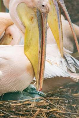 Eines der drei Pelikan-Küken, die im April geschlüpft sind. Foto: Zoo Basel