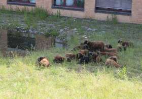 Schafe zur Landschaftspflege beim Schulhaus Engerfeld. Foto: zVg